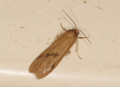 Scoliacma pactolias