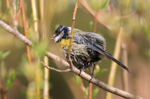 Herrerillo común (Cyanistes caeruleus)