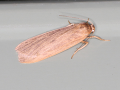 Scoliacma pactolias