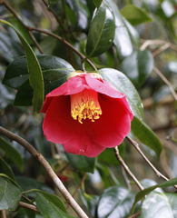 Camellia japonica