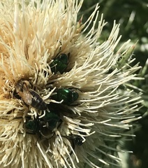 Trichiotinus lunulatus