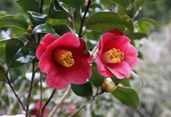 Camellia japonica