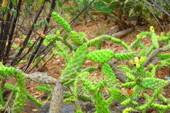Opuntia parviclada