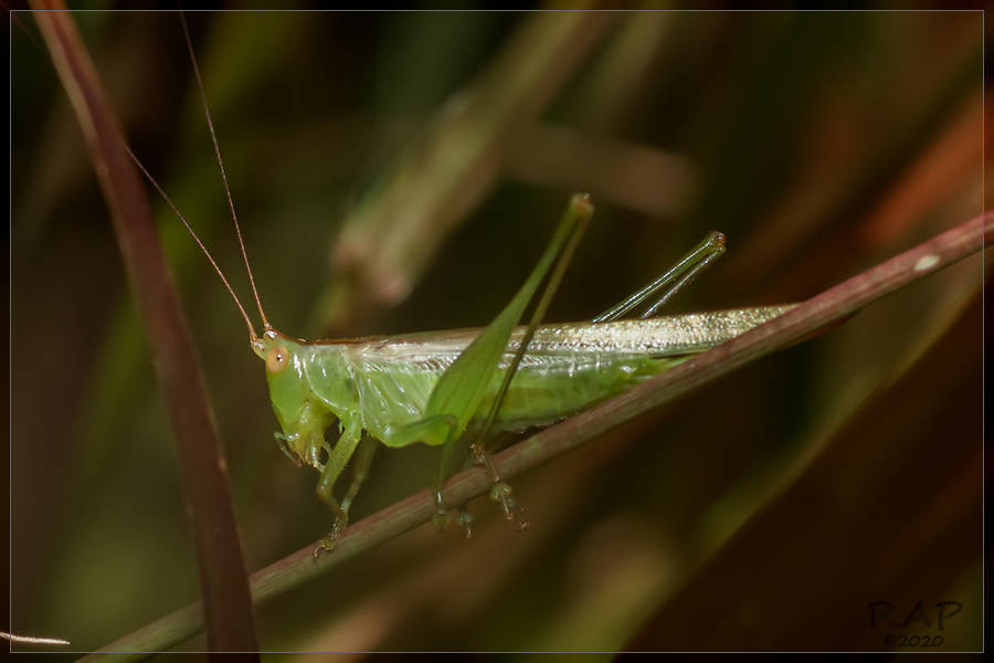 Conocephalus longipes