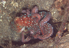 Callistoctopus luteus