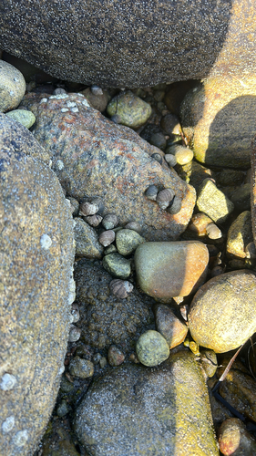 Littorina littorea