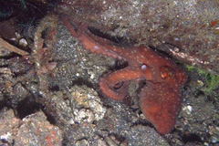 Callistoctopus luteus