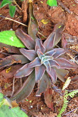 Thompsonella minutiflora