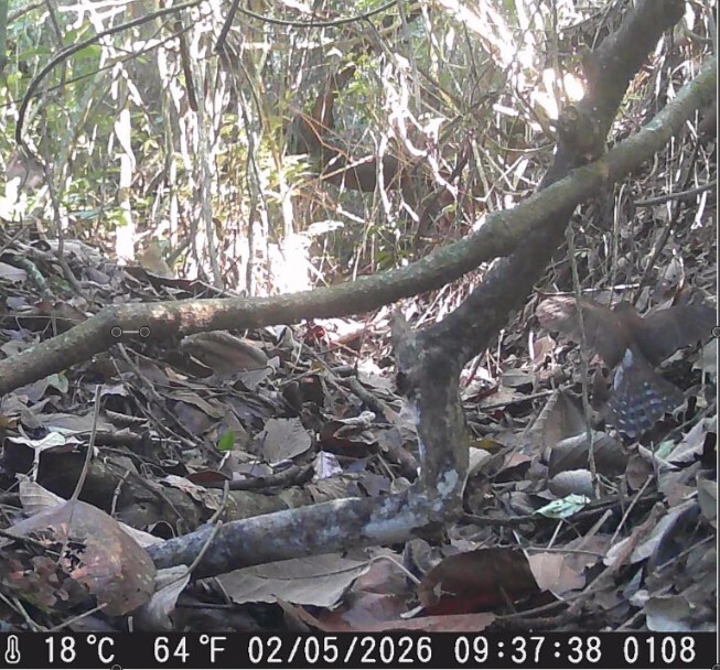 Barred Forest Falcon (Micrastur ruficollis), photo 6