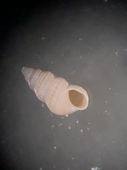 Finella dubia