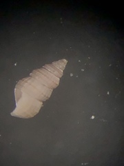 Finella dubia