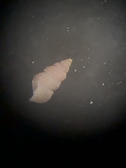 Finella dubia