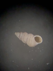 Finella dubia