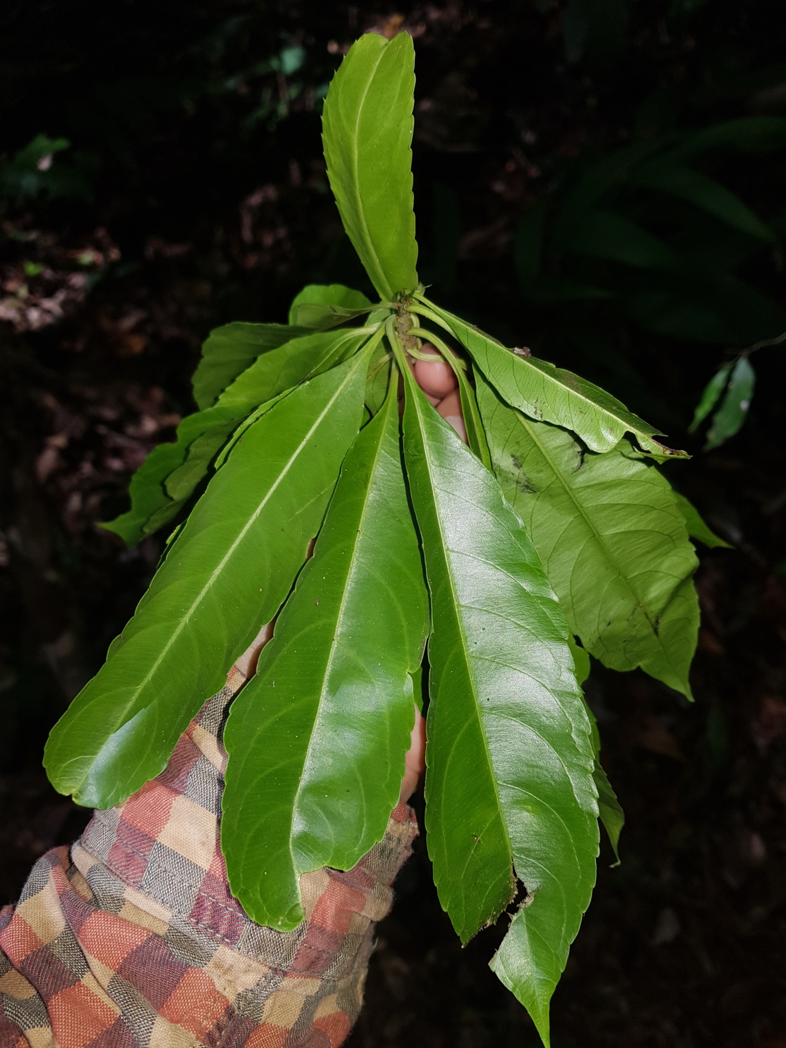 Imagem de Flor-de-maio