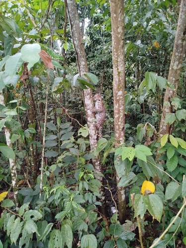 Margay