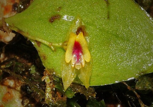 Lepanthes veleziana