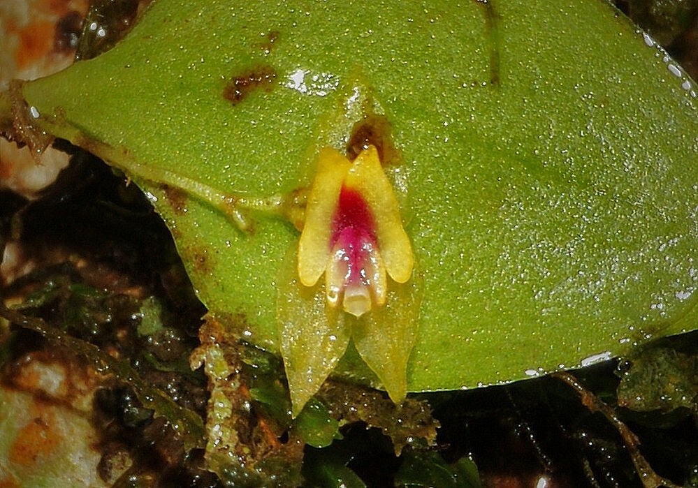 Lepanthes veleziana
