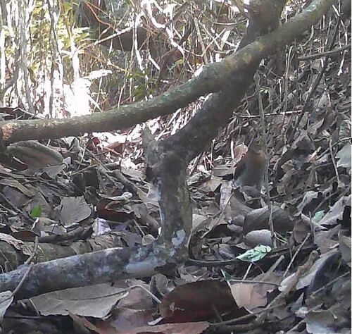 Barred Forest Falcon (Micrastur ruficollis), photo 6