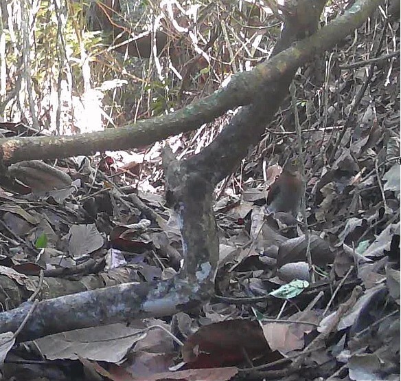 Barred Forest Falcon (Micrastur ruficollis), photo 7