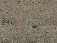 Merops cyanophrys