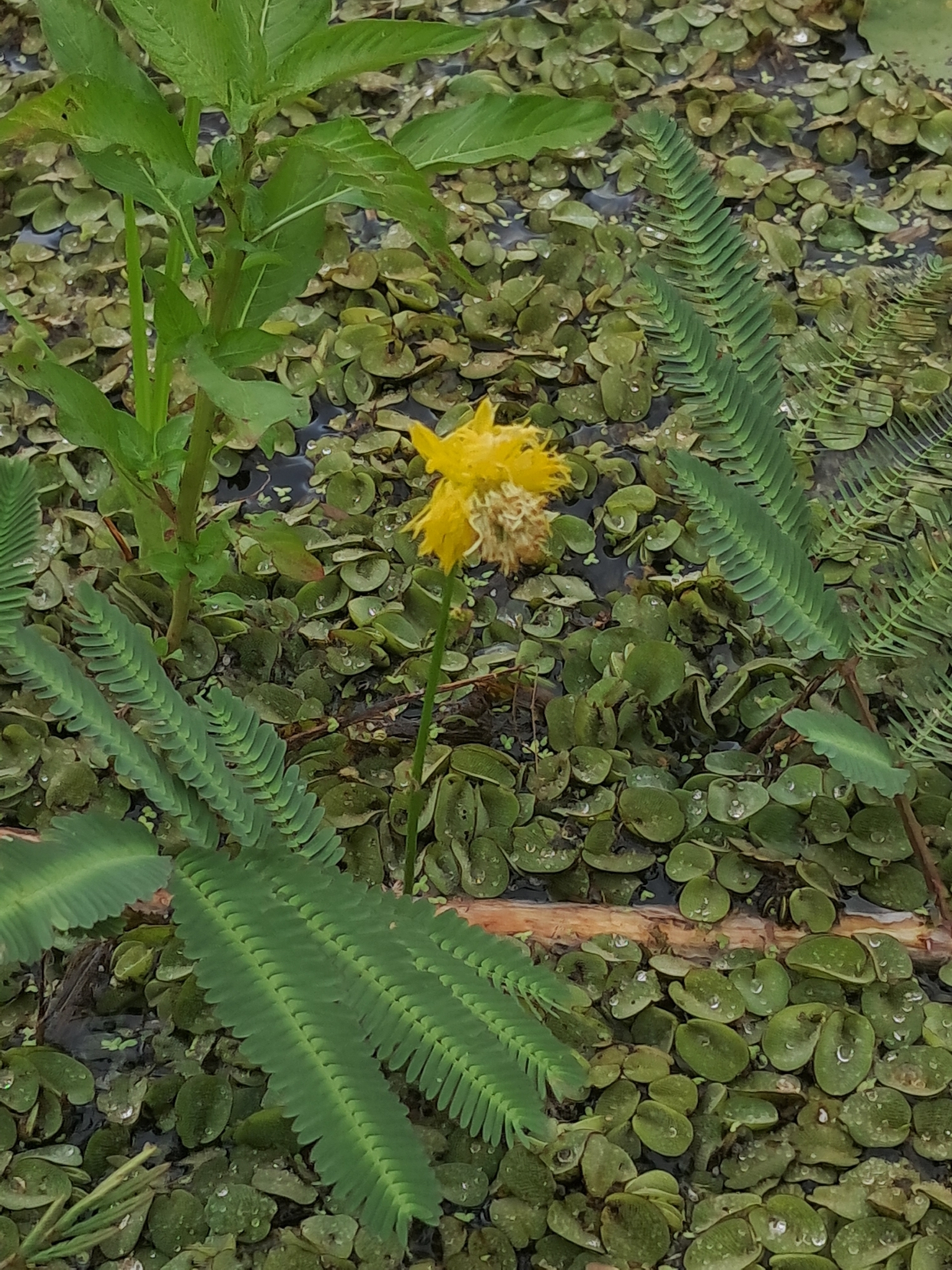 Neptunia plena