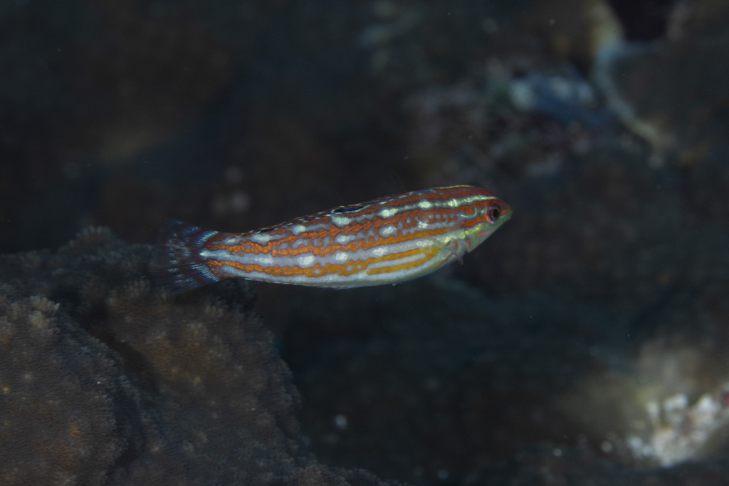 Claudia's Wrasse (Halichoeres claudia)