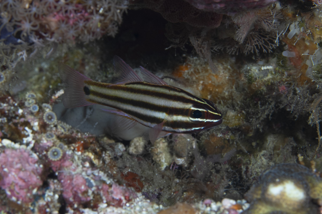 Broadstriped Cardinalfish (Ostorhinchus angustatus)