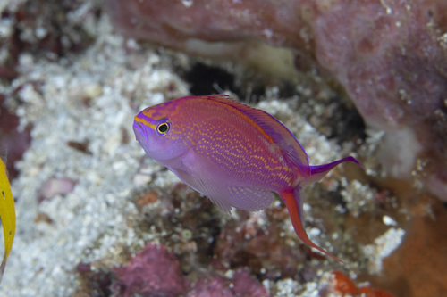 Pseudanthias smithvanizi observed 2026-04-30