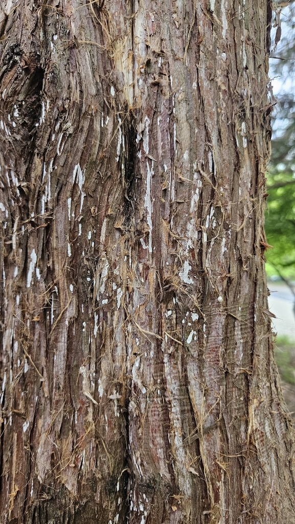 Dendrothele nivosa · April 2026 · photo: © rust_bucket (iNaturalist, cc-by)