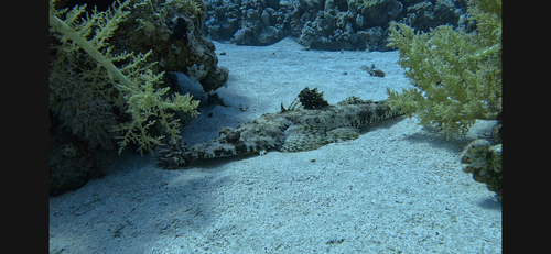 Papilloculiceps longiceps