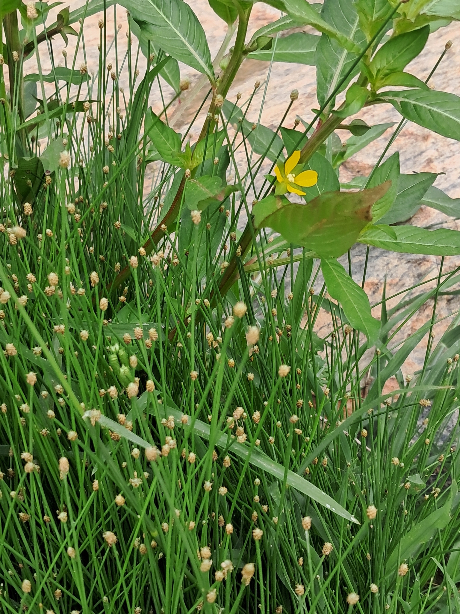 Ludwigia erecta
