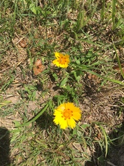 Coreopsis nuecensis