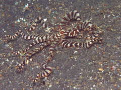 Wunderpus photogenicus