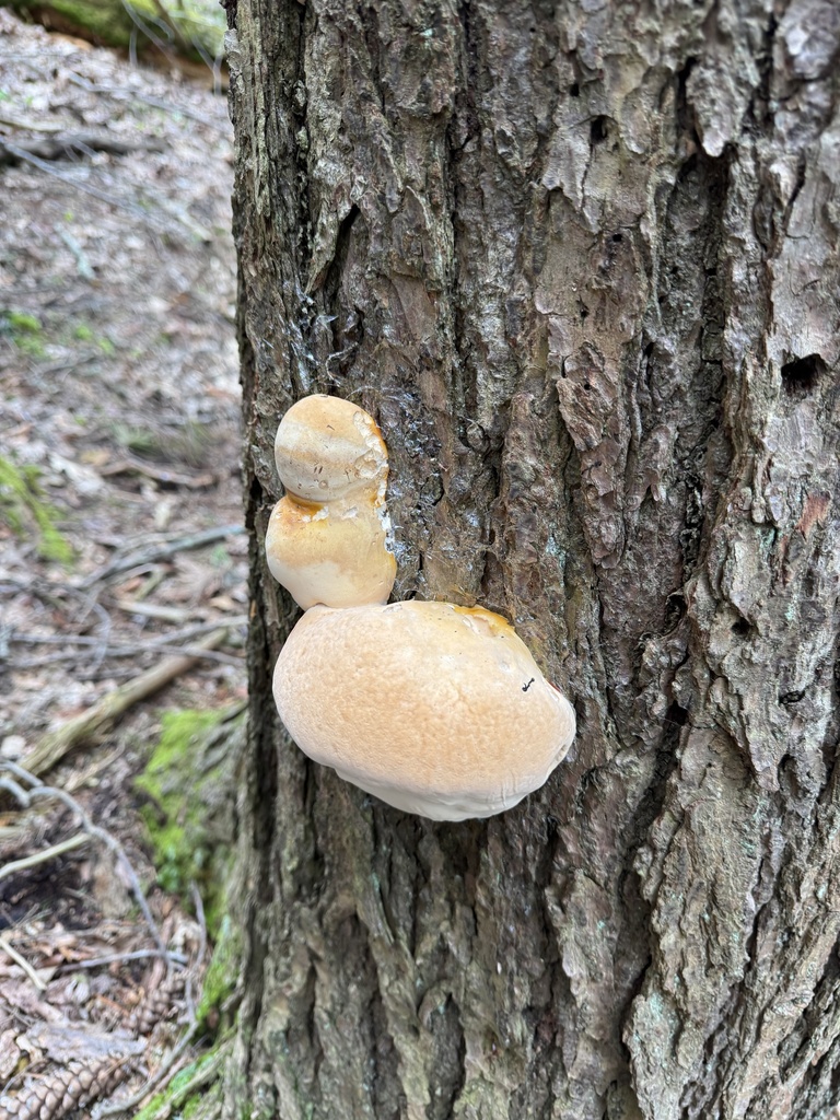 Ganoderma tsugae · May 2026 · photo: © siphonophoreslinger (iNaturalist, cc-by)