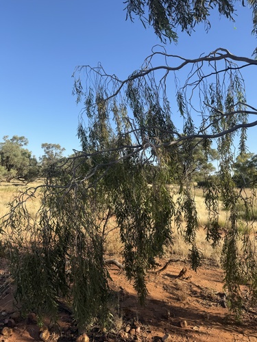 Acacia excelsa observed 2026-05-04