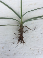 Cyperus longus