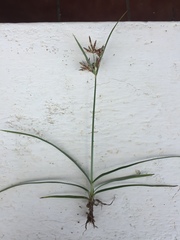 Cyperus longus