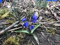 Scilla siberica