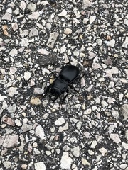 Pasimachus californicus