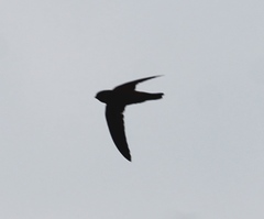 Aerodramus unicolor