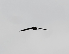 Aerodramus unicolor