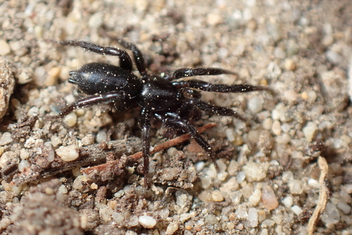 Marinarozelotes fuscipes