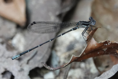 Argia pulla