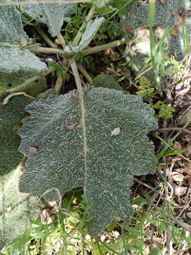 Mediterranean sage