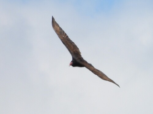 Vulture