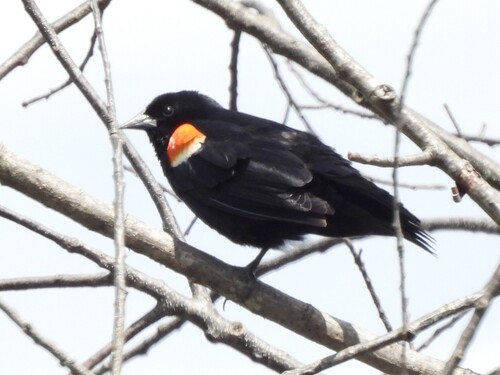 Red-winged Blackbird