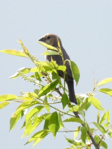 Brown-headed Cowbird
