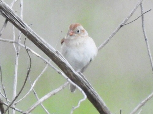 Field Sparrow