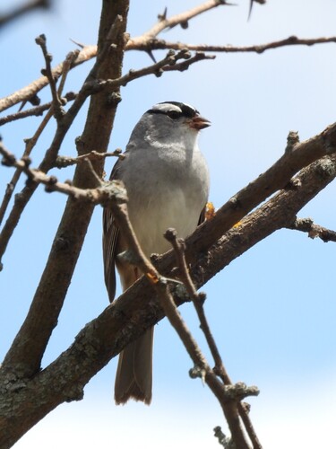 White-crowned Sparrow
