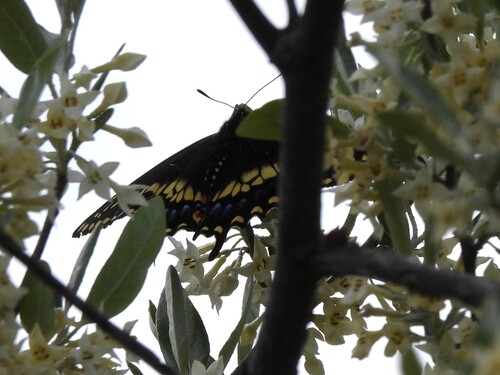 Black Swallowtail